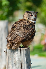 birds of prey trained by the falconer
