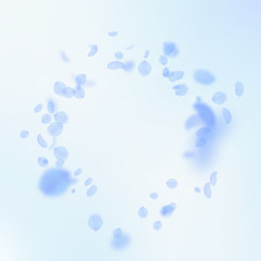 Dark blue flower petals falling down. Bizarre roma