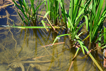 frog in pond