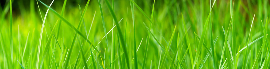 Panoramic view of green grass on green colorful bokeh background, panoramic view of wild grass on green bokeh