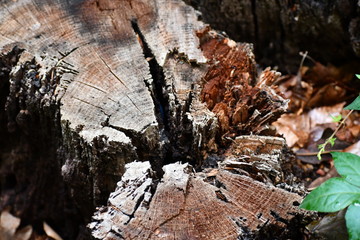Rustic Hollow Stump