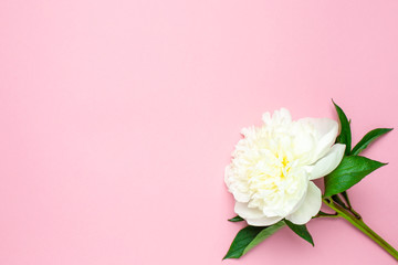 Beautiful white peony flower on pastel pink background with copy space for your text and flat lay style