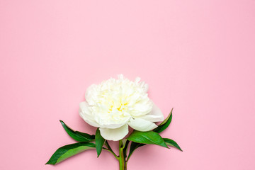 Beautiful white peony flower on pastel pink background with copy space for your text and flat lay style