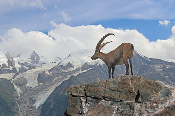 They are beautiful my mountain