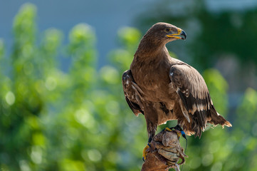 birds of prey trained by the falconer