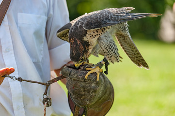 birds of prey trained by the falconer