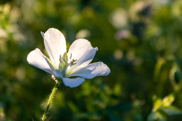 White Bloody Cranesbill (Geranium sanguineum), also known as bloody geranium, macro and selective focus with green background.