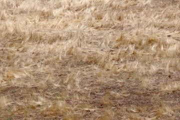 View of an area of dry golden California grass in late California springtime