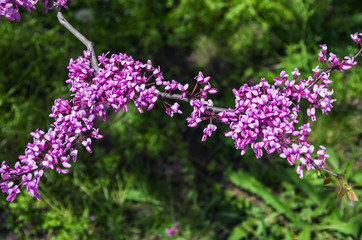 Flowering branch a Judas tree