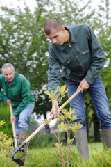 men digging with spade on garden