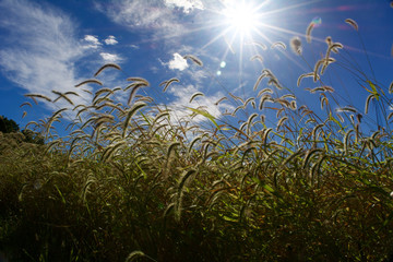 Fototapeta na wymiar Foxtail grass with sun flare