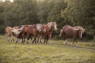 herd of horses grazing in meadow
