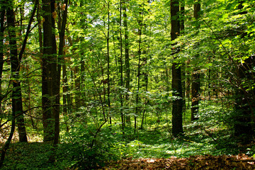 dense forest on a bright Sunny day