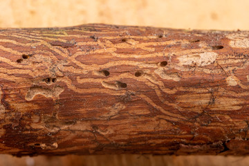 Traced bark beetles on coniferous tree branches. Places of living of forest pests.