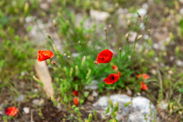 Wild red poppies in a green field on a sunny day.