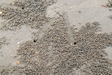 The small crab is going down its hole on the beach