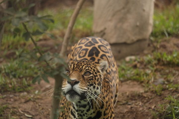Otorongos jaguar  © mbz