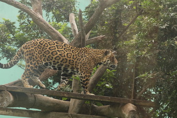Otorongo o Jaguar en el zoo © mbz
