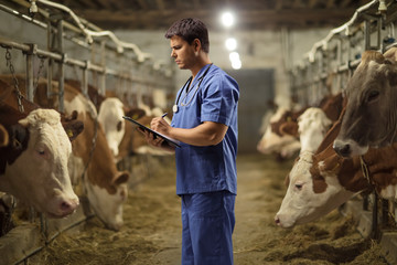 Male veterinarian working at a cow farm
