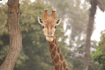 A Giraffe is seen at a zoo in Lima Peru