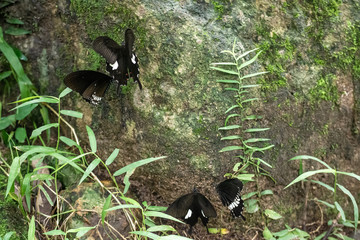Black and White Helen butterfly color from Thailand