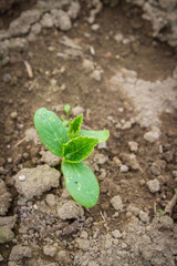 Seedlings cucumber sprout sprouts in the greenhouse in the summer