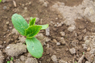 Seedlings cucumber sprout sprouts in the greenhouse in the summer