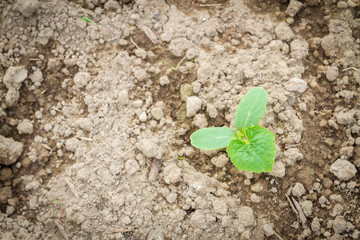 Seedlings cucumber sprout sprouts in the greenhouse in the summer