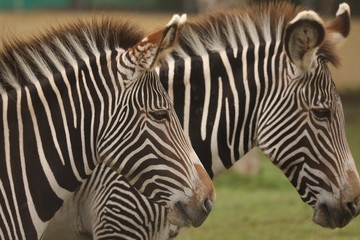 Fototapeta na wymiar Two zebras are stand at a zoo in Lima, Peru
