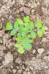 Seedlings cucumber sprout sprouts in the greenhouse in the summer