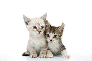 couple of baby kitten on white background