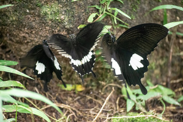 Black and White Helen butterfly color from Thailand