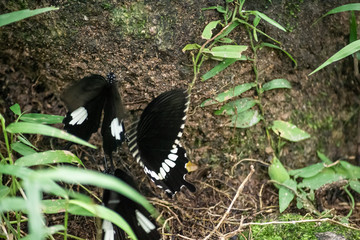 Black and White Helen butterfly color from Thailand