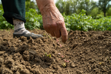 Close up on hand of female farmer woman planting seeds beans on the field crops seeding