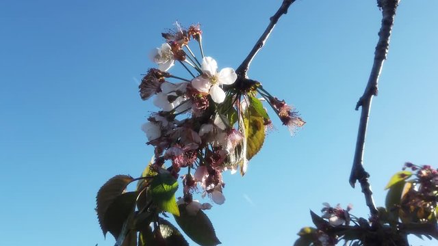 Cherry blossom in the Valley Jerte. Extremadura,Spain