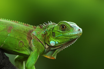 green iguana on a branch - obrazy, fototapety, plakaty