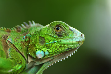 green iguana on a branch