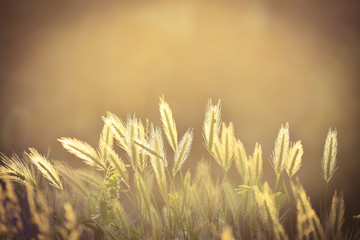 Blooming grass in the sunset