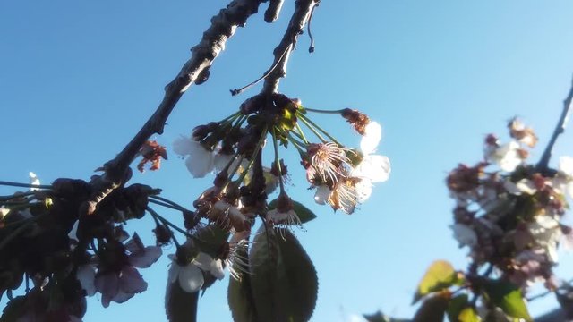 Cherry blossom in the Valley Jerte. Extremadura,Spain