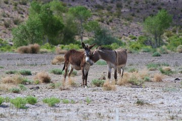 Burro Love