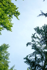 Wild forest tree background 50,6 Megapixels 6480 with 4320 Pixels