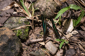 Black and White Helen butterfly color from Thailand