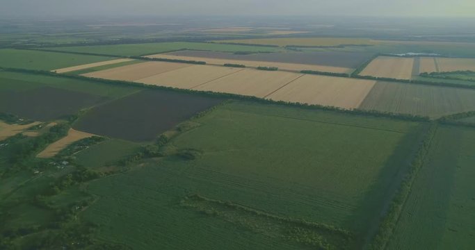Flying over wheat, panic grass, maize, barley, oats, rhy  field