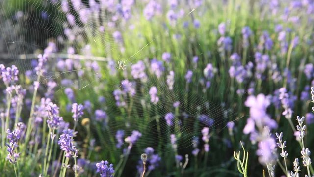  lavender flowers purple sunset wind summer sea Crimea Russia mood soul tenderness romance Provence