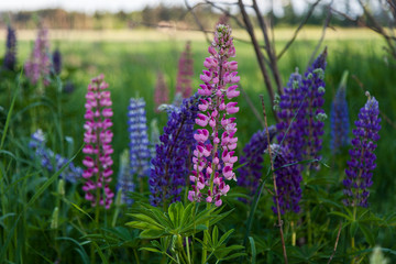 Sunlit green field with multicolored luxurious flowers growing on it