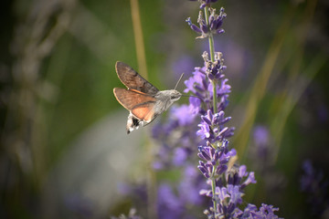 Hummingbird hawk-moth