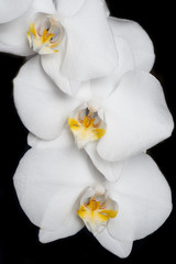 White beautiful orchid on around black background