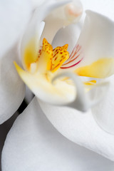 Beautiful White Orchid Flower Macro