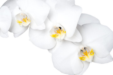 White beautiful orchid on around white  background