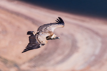 vulture in flight